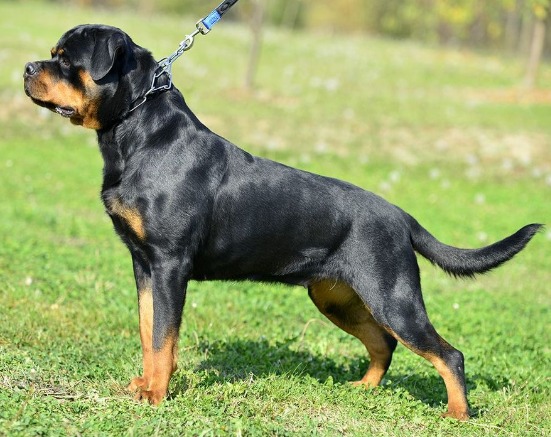 Rottweiler Puppies for sale Michigan - Previous Litters